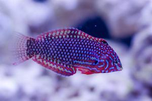 Leopard Wrasse Thumbnail