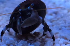 Hermit crabs Thumbnail