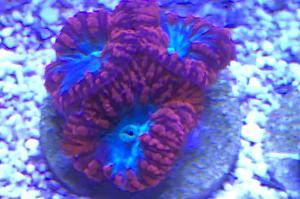 Metallic Blue Blastomussa Thumbnail