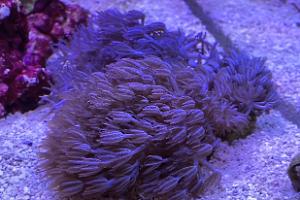 Xenia Coral Thumbnail