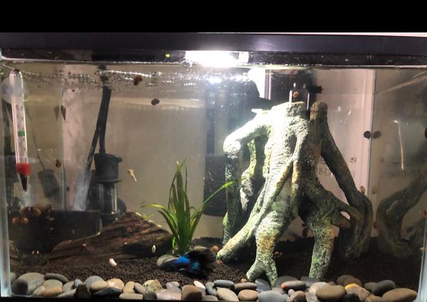 5 gallon Winston (betta) on Nov 20, 2020