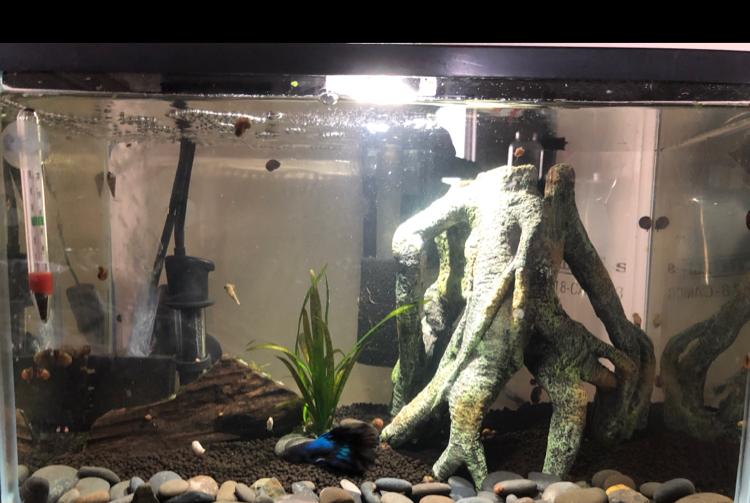 5 gallon Winston (betta) on Nov 20, 2020