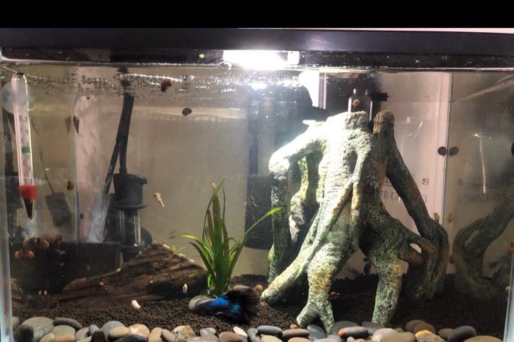 5 gallon Winston (betta) Thumbnail