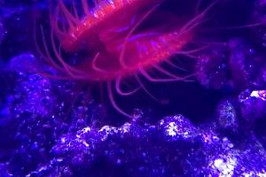 electric flame scallop Thumbnail