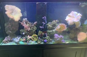 My Aquarium on Nov 21, 2020