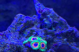 Eagle Eye Zoanthid Thumbnail