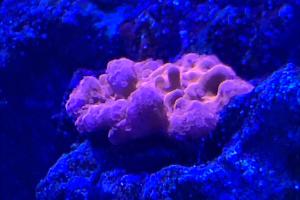 Montipora setosa Thumbnail