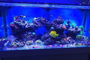 My Aquarium on Nov 22, 2020