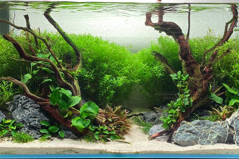 Planted Tank Thumbnail