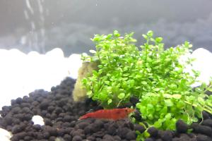 Red Cherry Shrimp Thumbnail