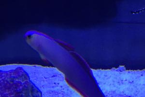 Purple Firefish Thumbnail