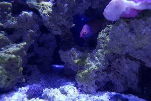 Pink streaked wrasse Thumbnail