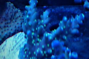 Garf Bonsia Coral Thumbnail