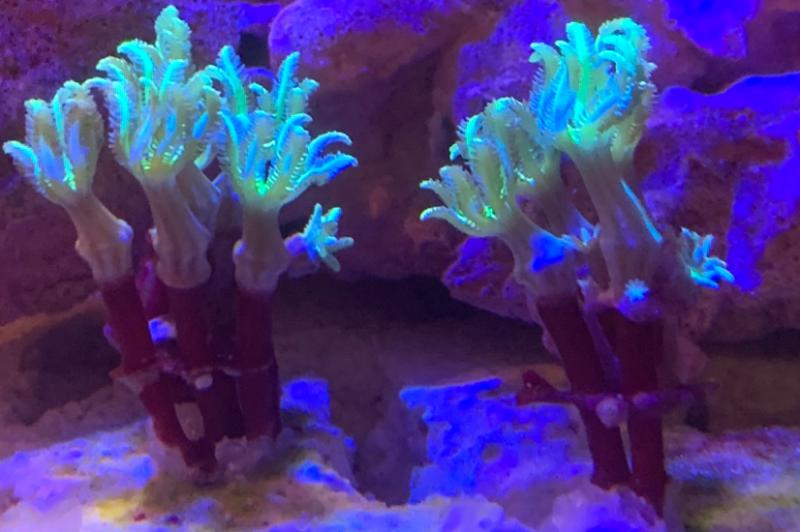 My Aquarium Thumbnail