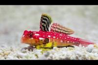 Red Dragonet Thumbnail