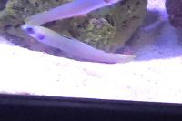 Zebra Bar Goby Thumbnail