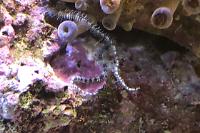 Serpentine Starfish Thumbnail