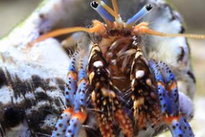 Blue legged crab Thumbnail