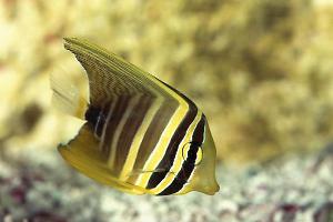 SailFin Tang Thumbnail