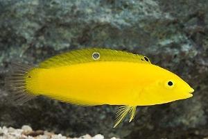 Yellow Wrasse Thumbnail