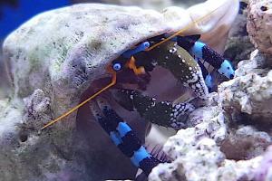 Blue Leg Hermit Crab Thumbnail