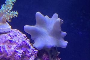 Leather coral Thumbnail