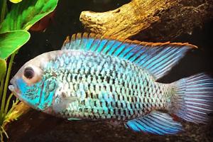 Electric Blue Acara Thumbnail