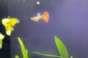 Guppy Thumbnail