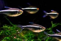 Black neon tetras