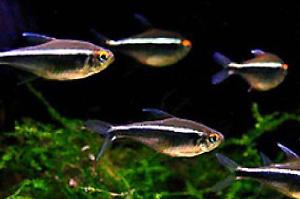 Black neon tetras Thumbnail