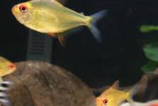 Lemon tetras