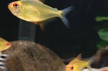 Lemon tetras Thumbnail