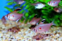 Bleeding heart tetras