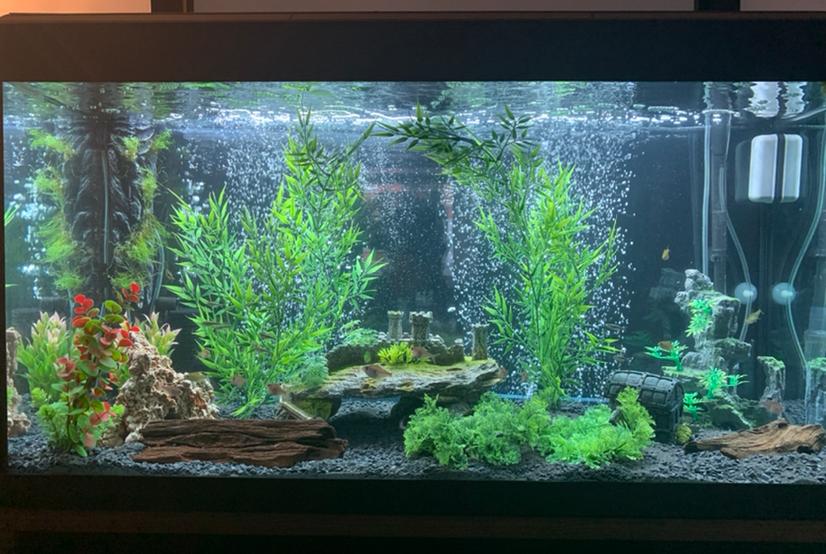 My Aquarium on Nov 24, 2020