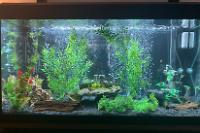 My Aquarium on Nov 24, 2020