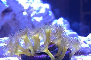 Yellow polyps Thumbnail