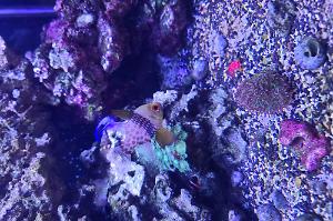 Pajama Cardinal fish