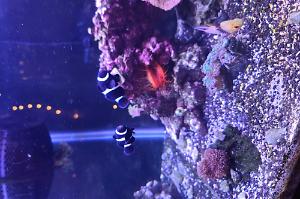 Mocha caramel Clownfish