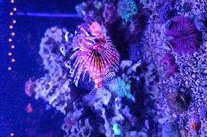 Drawf Zebra Lionfish