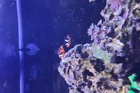 stubby misbar clownfish