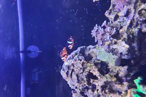 stubby misbar clownfish