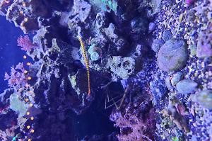 many bar pipefish