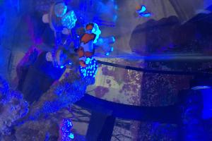 Aqueon 15 gallon Nano Reef  clown 