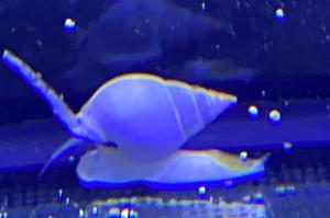 Nassarius snail Thumbnail