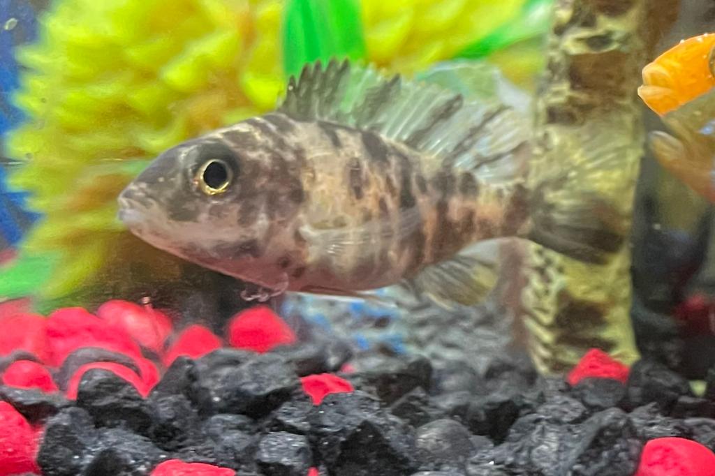 Red Peacock Cichlid / Aulonocara sp 78