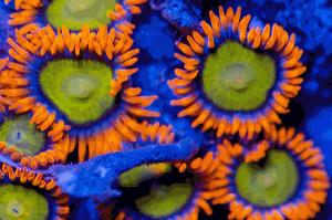 Mandarin orange Zoa Thumbnail