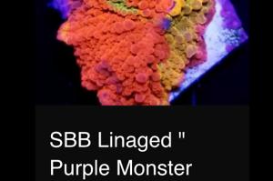 SBB linaged Purple monster mushroom Thumbnail