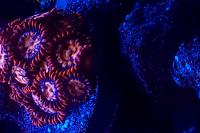 bluepink Zoas Thumbnail