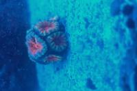 WhiteRed Acan Thumbnail