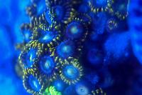 GreenBlue Zoas Thumbnail